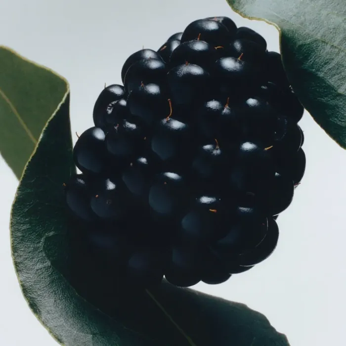Blackberry & Bay