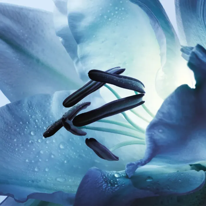 Dior Homme Cologne