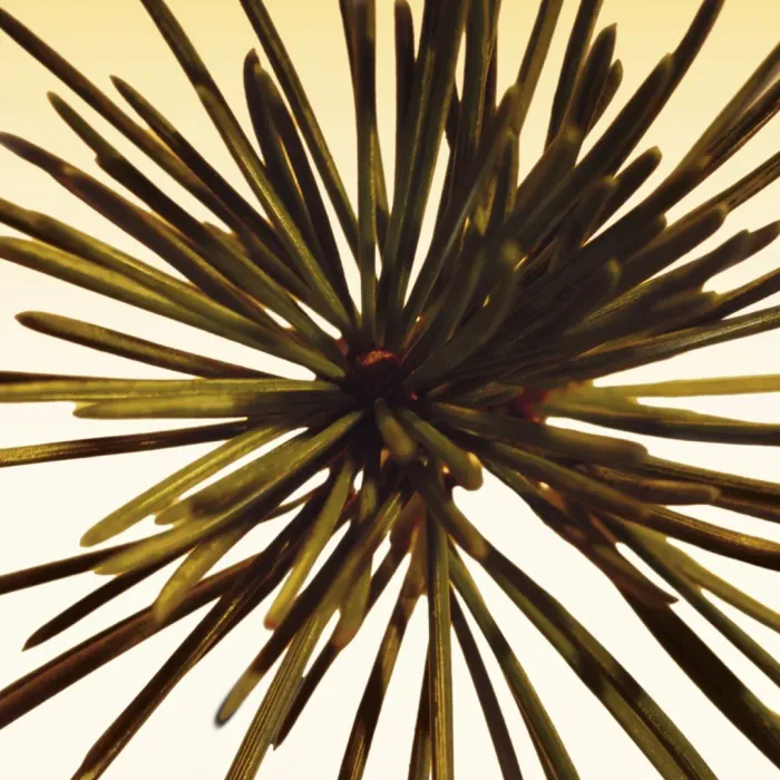 Cedrus Intense
