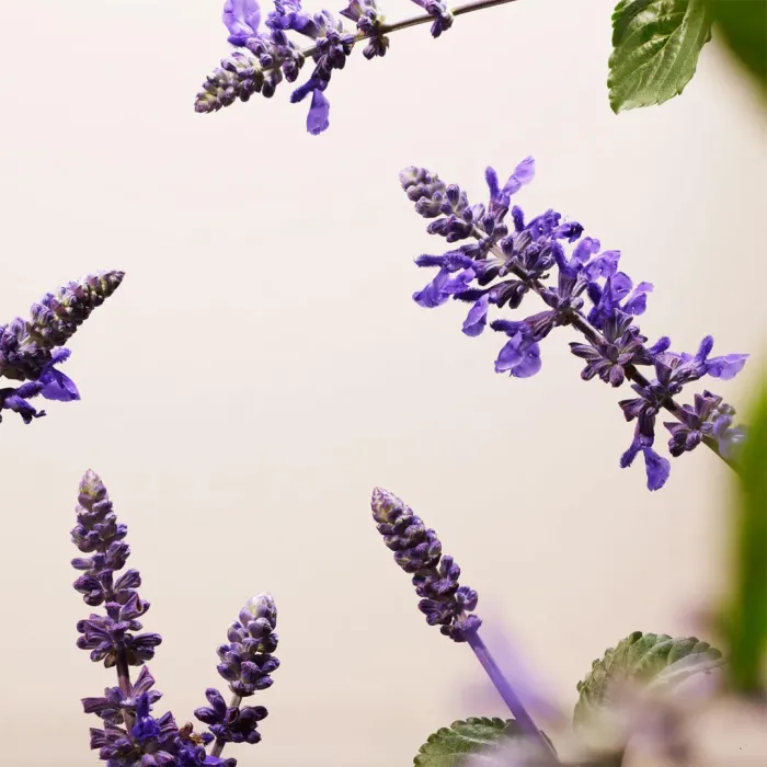 The Ritual of Namaste Anti-Ageing Serum