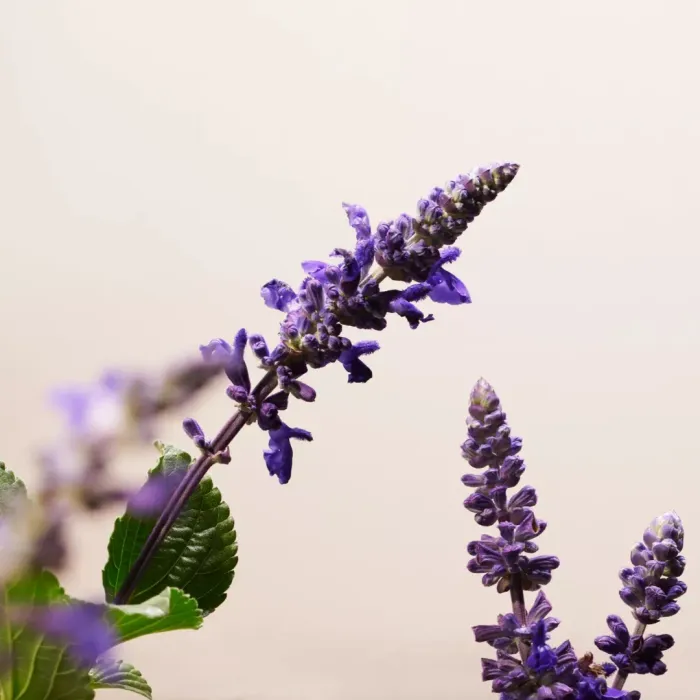 The Ritual of Namaste Anti-Ageing Night Cream