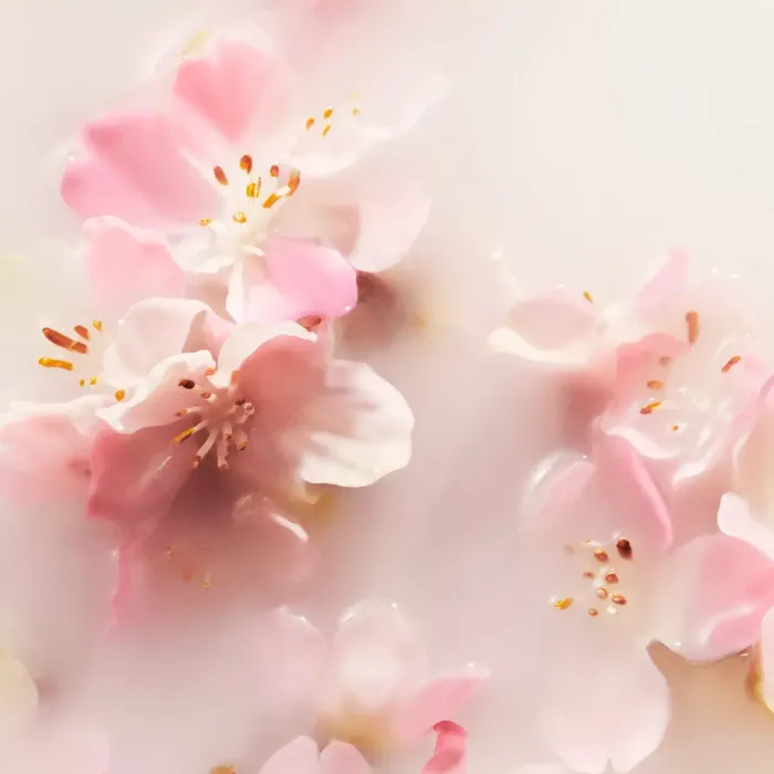 The Ritual of Sakura Shampoo & Body Bar