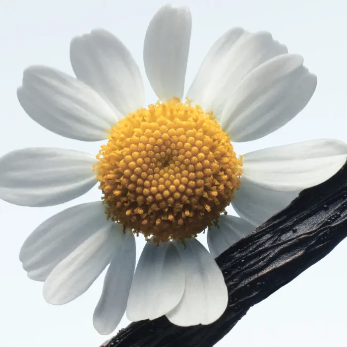 Camomille Satin