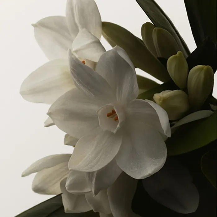 Cologne Blanche