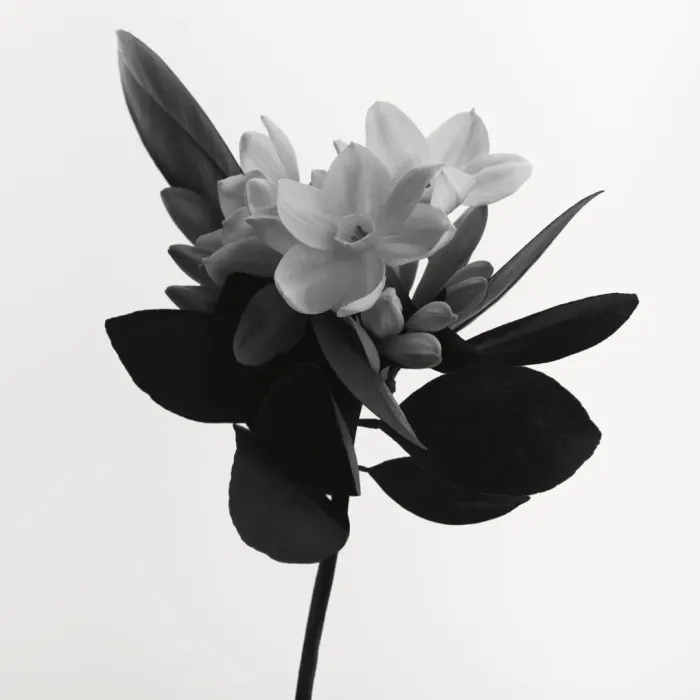 Cologne Blanche