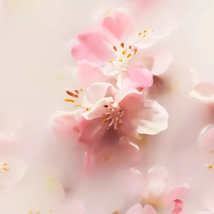 The Ritual of Sakura Fragrance Sticks