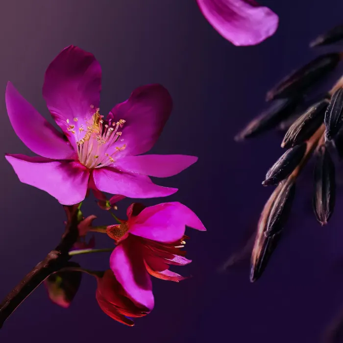 The Ritual of Yozakura Shimmering Body Oil