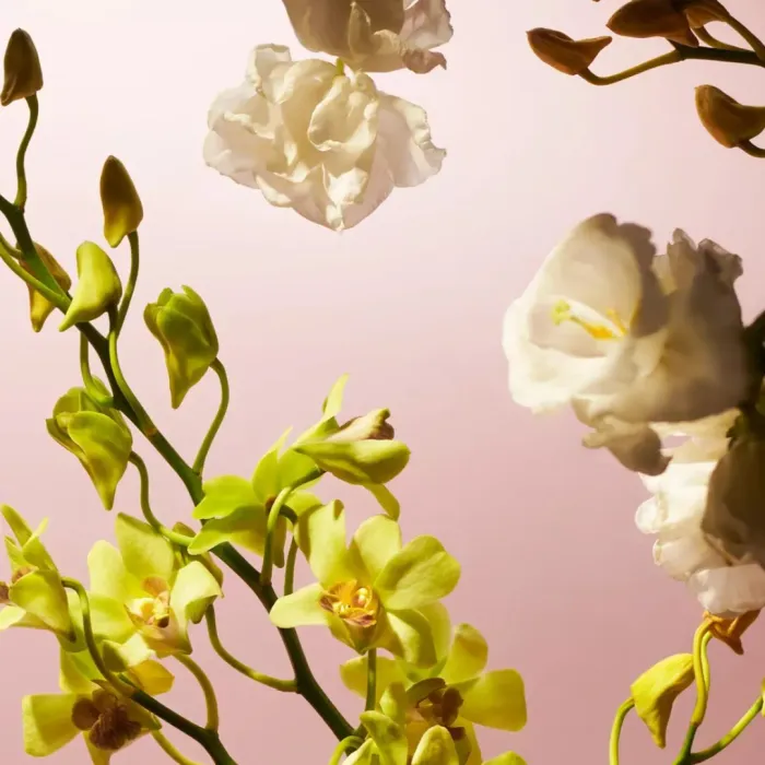 Fleurs de l’Himalaya