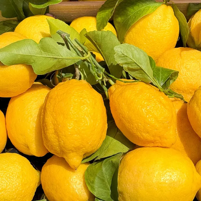 Citrus Riviera