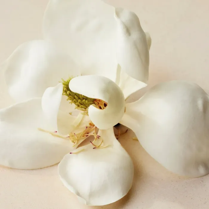 Magnolia Alba Solid Perfume
