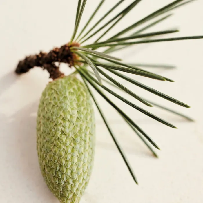 Cedrus Perfumed Body Lotion