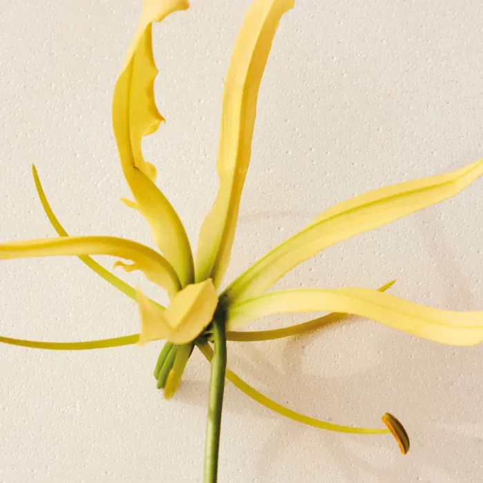 Ylang Cananga