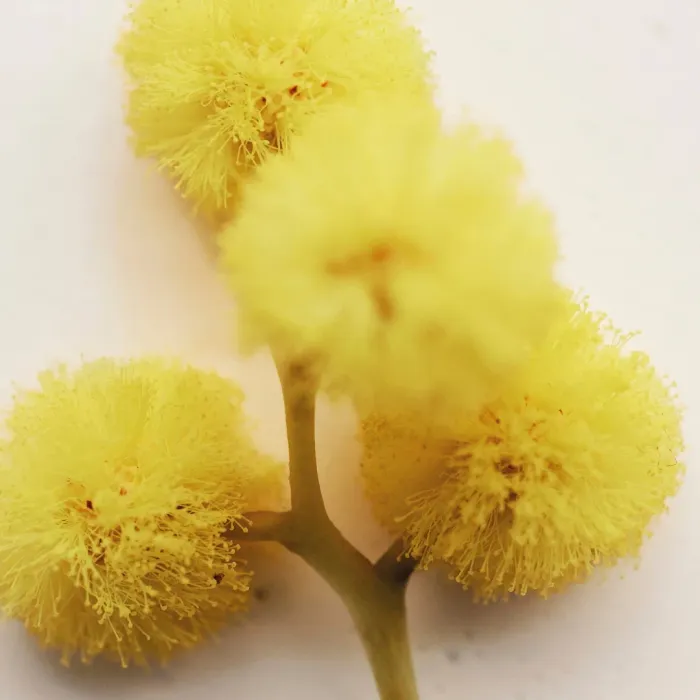 Herba Mimosa
