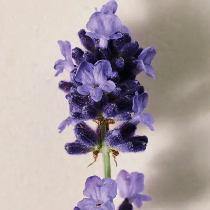 Lavanda
