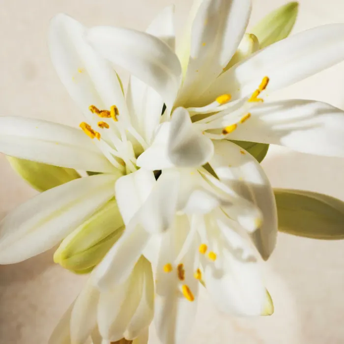 Tuberosa 1974