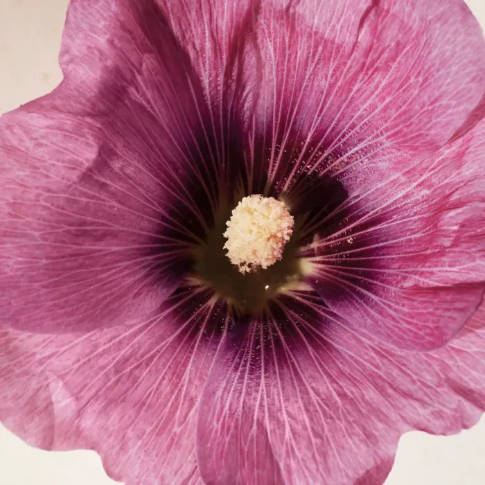 Hibiscus Abelmoschus