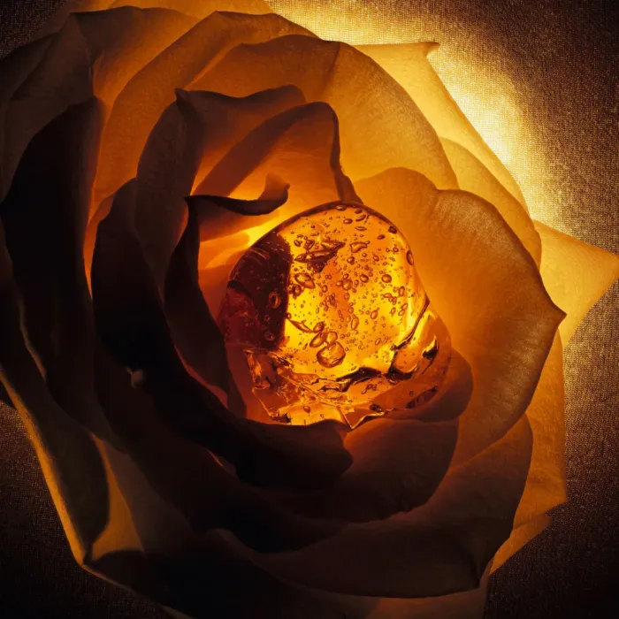 Ambre Nuit