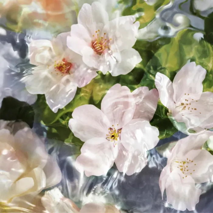Aqua Allegoria Flora Cherrysia