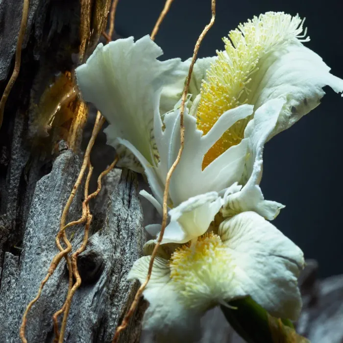 Vetiver Parfum