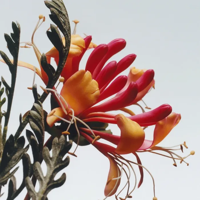 Honeysuckle & Davana