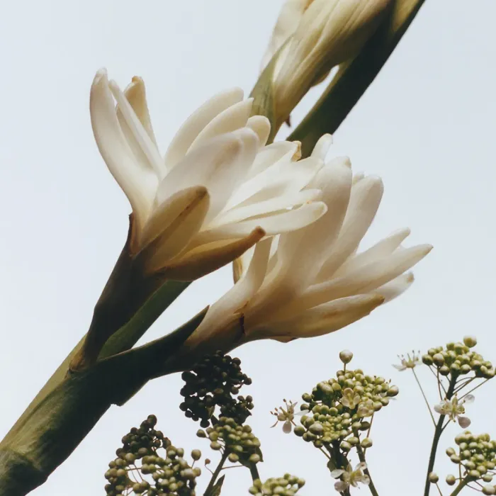 Tuberose Angelica