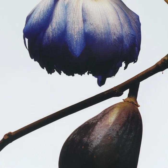 Fig & Lotus Flower