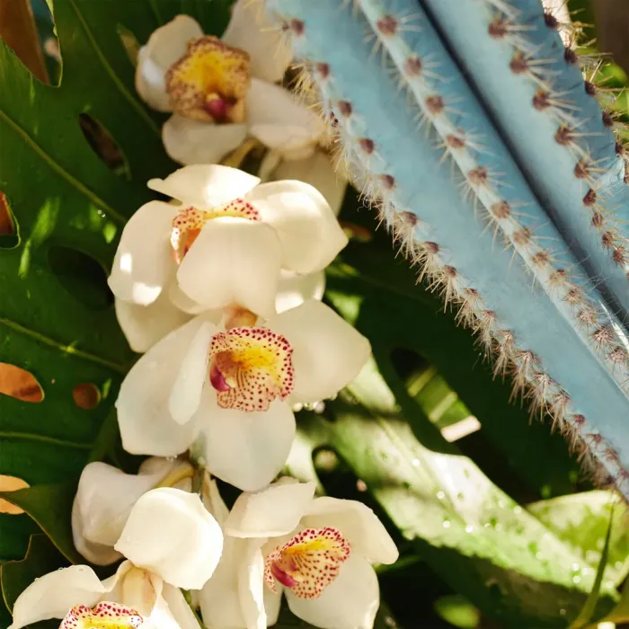 Refresco Paraíso Perfume Mist
