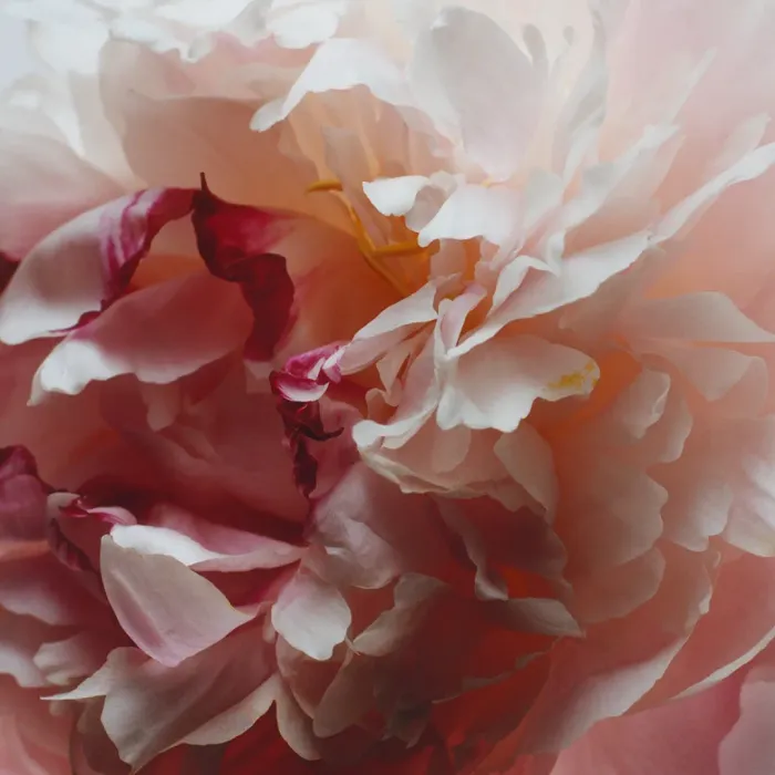Peony & Blush Suede Body Crème