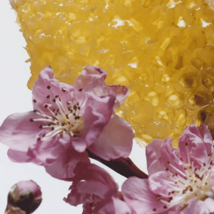 Nectarine Blossom & Honey Body Crème