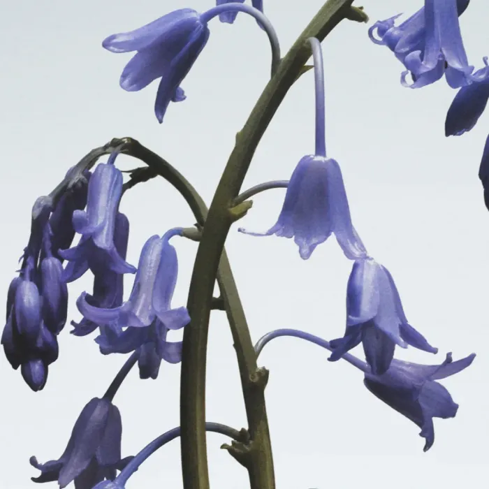 Wild Bluebell Body Crème