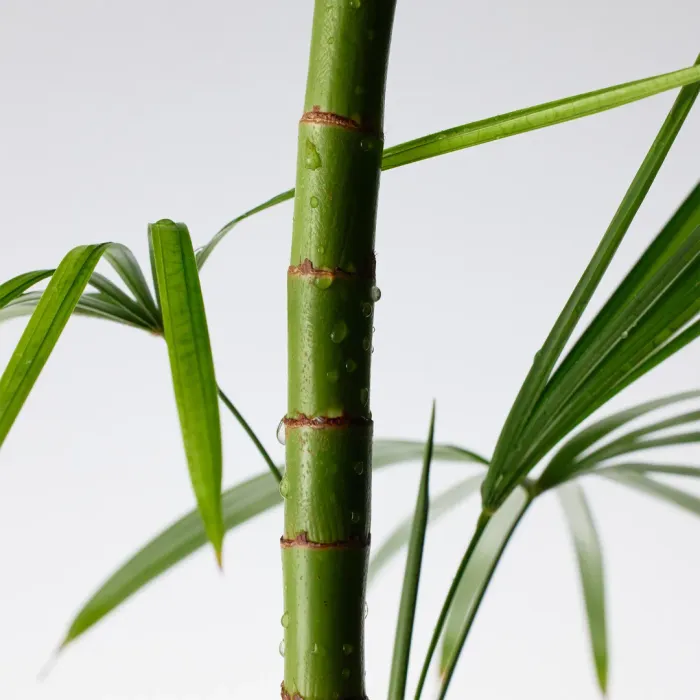 Mighty Bamboo Panthenol Cream
