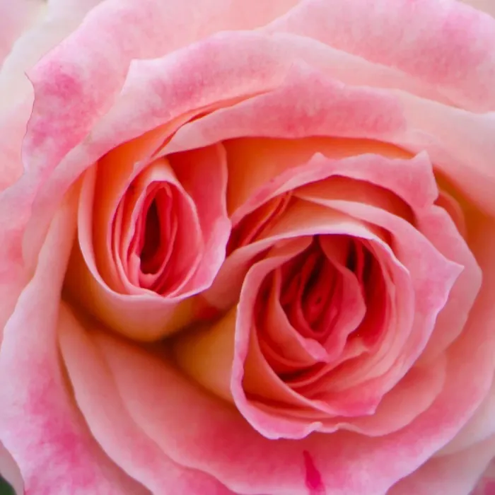 Rose SaltifOlia