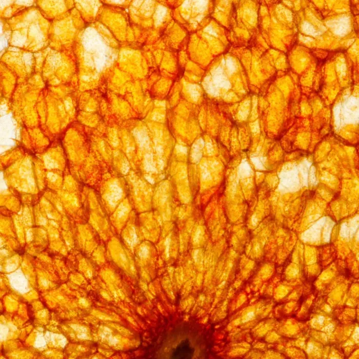 Citrus BatiKanga
