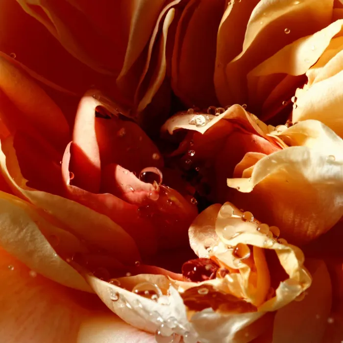 Pepper & Rose Body Lotion