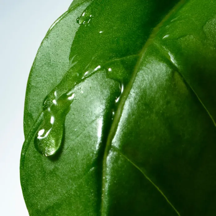 Basil & Hinoki Body Lotion