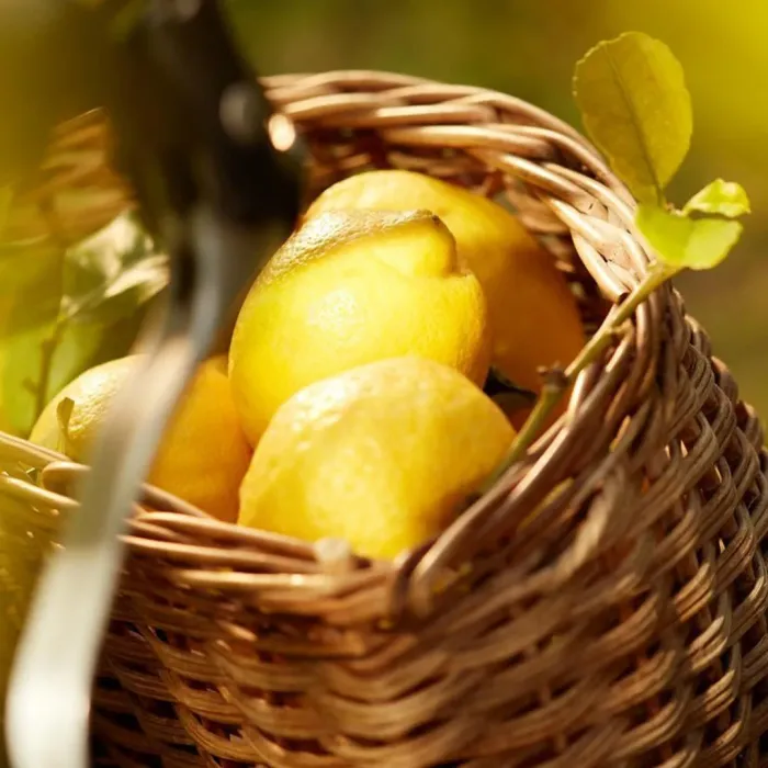 Replica Under The Lemon Tree