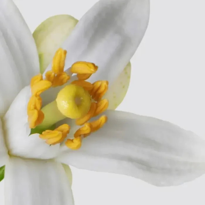 Neroli Oranger Body Wash