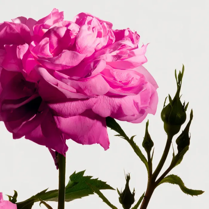 Radical Rose Body Lotion